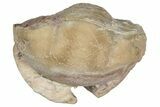 Bargain, Enrolled Illaenus Trilobite Fossil - Russia #363277-1
